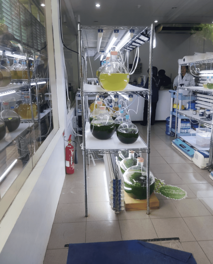 Wnętrze laboratorium biotechnologicznego, w którym na metalowych regałach z oświetleniem wyeksponowano kolby miarowe z zielonymi kulturami mikroalg.